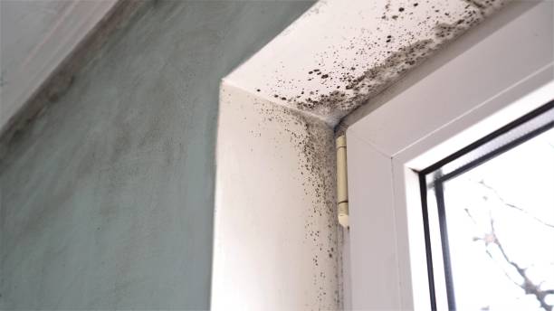 Professional Mold Removal in Little Flock, AR