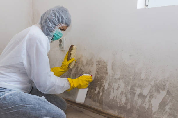 Best Mold Removal Company Near Me  in Little Flock, AR