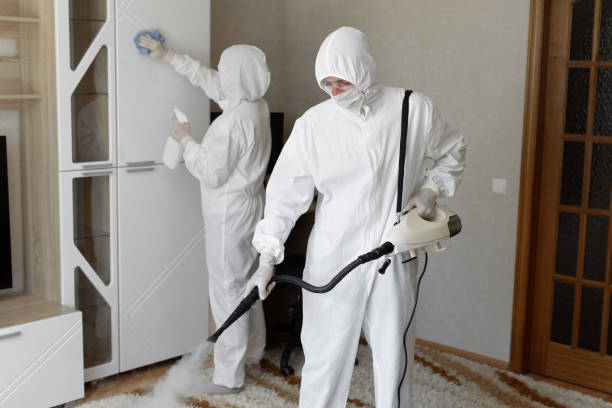 Best Emergency Mold Removal  in Little Flock, AR