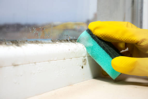 Best Affordable Mold Removal  in Little Flock, AR