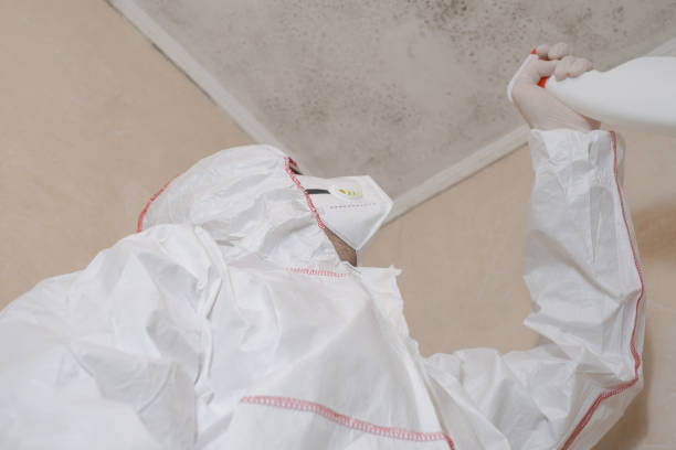 Best Local Mold Removal Service  in Little Flock, AR