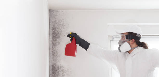 Best Certified Mold Removal  in Little Flock, AR