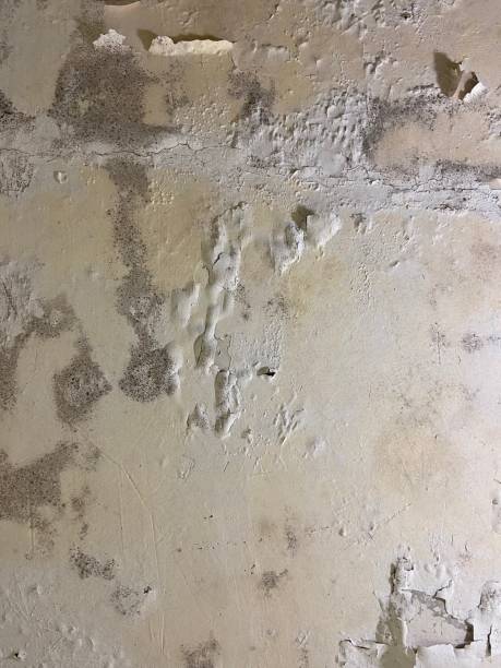 Best Mold Cleaning Services  in Little Flock, AR