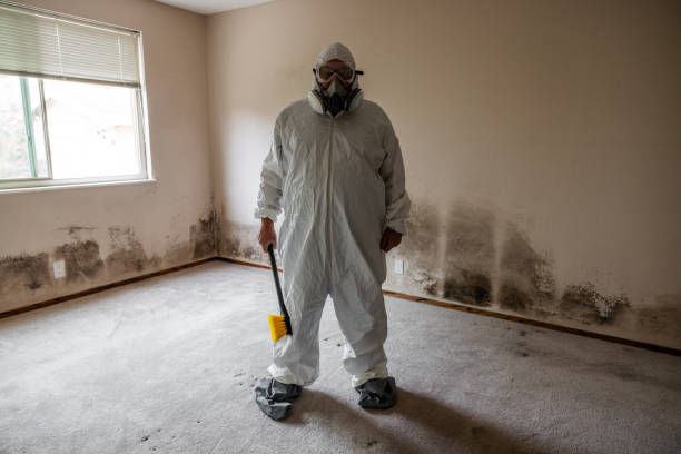 Best Crawl Space Mold Removal  in Little Flock, AR